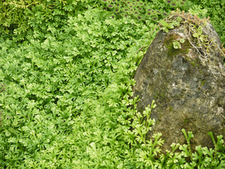 Wildenow's Spike Fern, Peacock Fern. (Selagiella willdenowii (Desv.ex Poir) Spring )