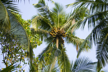 palm trees from below against the blue sky