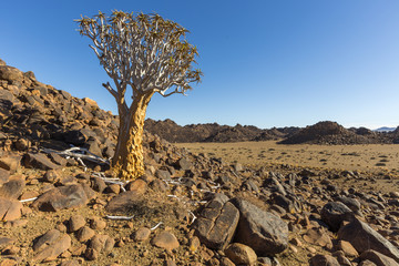 Quiver Tree and koppies