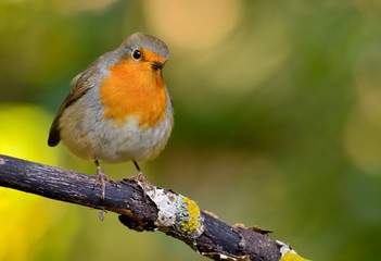 European robin (Erithacus rubecula) on the branch