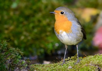 European robin (Erithacus rubecula) on the moss