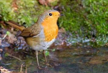 European robin (Erithacus rubecula) on the moss