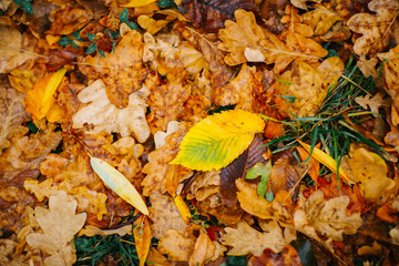 Several large leaves on the background with autumn recent colorful foliage