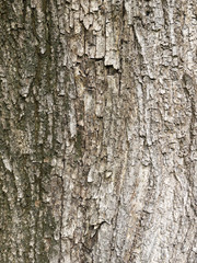 Tree bark texture