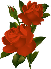 A bouquet of red roses . Vector illustration.