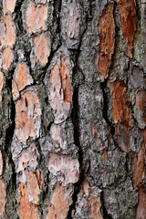 bark of pine tree