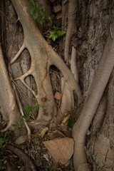 Mysterious Asian Tree Roots Detail with Ground Debris