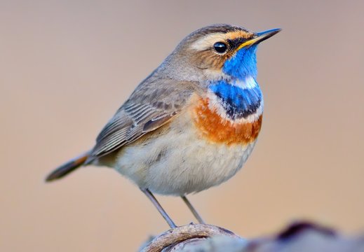 Bluethroat (Luscinia svecica) on the branch