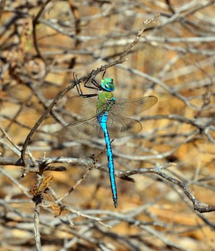  Large blue dragonfly Anax imperator