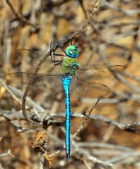  Large blue dragonfly Anax imperator
