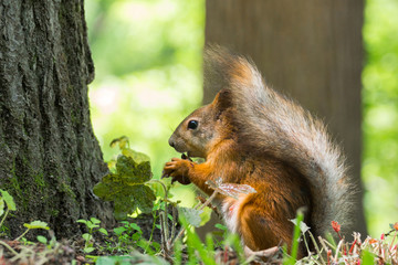 squirrel near a tree