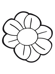 daisy flower buttercup daisy