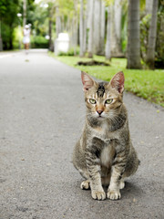 Fototapeta premium cat in park