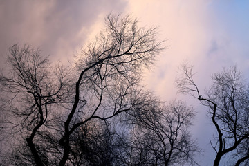 watercolor background tree