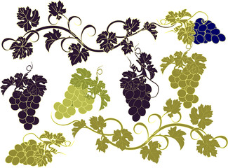 Vector set of bunches of grapes.