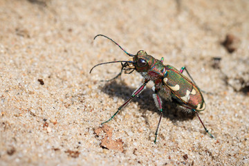 Cicindela hybrida, also known as the northern dune tiger beetle
