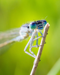 Close up of the Azure Damselfly (Coenagrion puella) in a field in the Netherlands