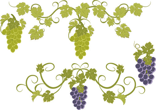 Vector set of bunches of grapes.