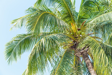 Obraz premium Sweet Coconut tree