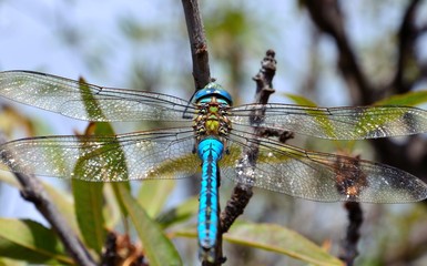 Blue dragonfly Anax imperator