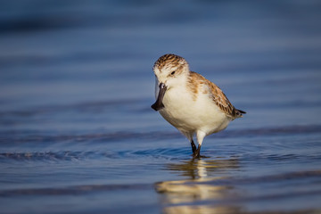 Spoon-billed sandpiper (Calidris pygmaea) who Critically Endangered 
