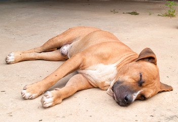 American Pit Bull Terrier