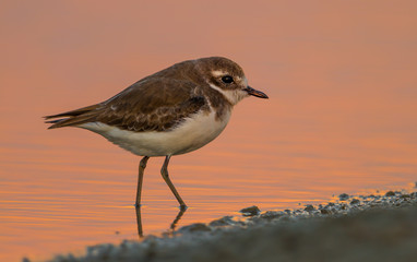 Lesser Sand Plover(Charadrius mongolus) standing in warm evening