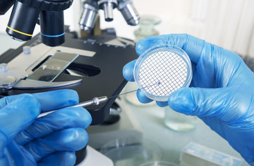 Microbiologist hand cultivating a petri dish beside microscope.