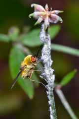 Lo zucchero filato è buono!