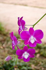 orchid closeup

