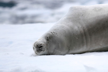 Seal sleeping on sheet ice in Antarctica