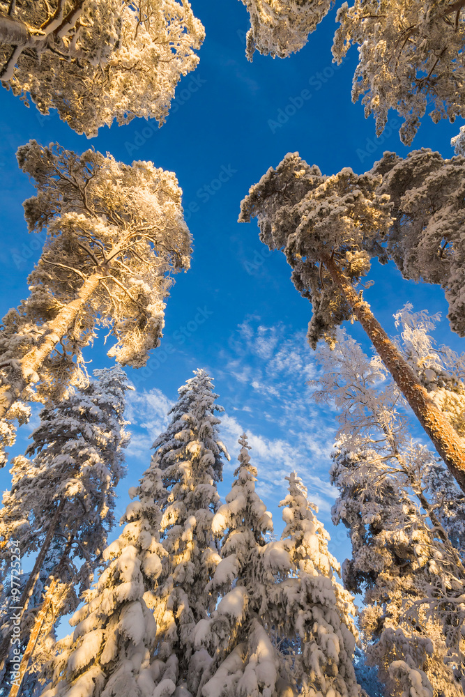 Canvas Prints snowy trees in winter forest