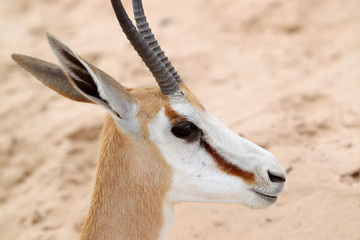 skocznik antylopi (Springbok) na Kalahari © andrzej_67