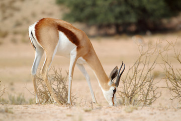 skocznik antylopi (Springbok) na Kalahari © andrzej_67