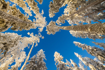 Snowy trees in winter forest