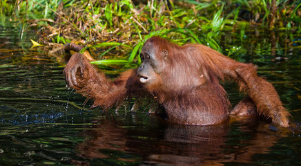 Orangutan drinking water from the river in the jungle. Indonesia. The island of Kalimantan (Borneo). An excellent illustration.
