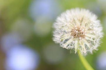 タンポポの綿毛と玉ボケ