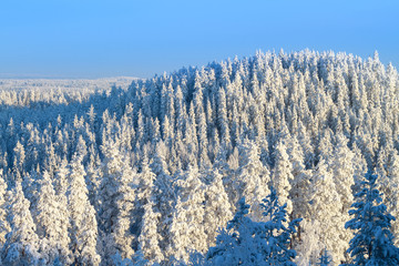 Snowy trees in winter forest