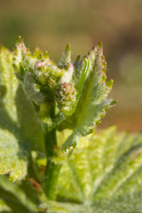 feuilles de vigne au printemps