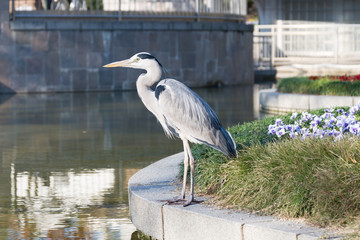 heron bird in the park