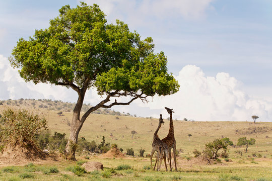 Giraffen an Akazie