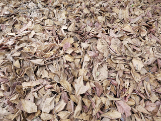 Brown fallen leaves laying on the ground