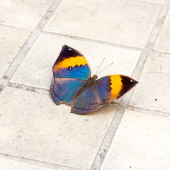 Obraz na płótnie Canvas Beautiful colorful butterfly (orange oakleaf, kallima inachus)