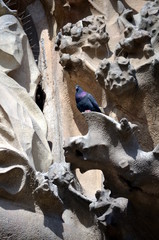 Pigeon Architectural details of Sagrada Familia. Barcelona Catalonia Spain