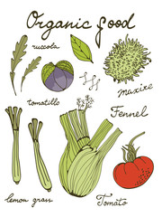 Colorful set of fresh hand drawn vegetables