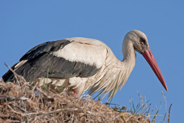 Close-up of White stork (Ciconia ciconia)