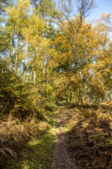 Fototapeta premium Herbstspaziergang