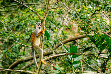 Common Squirrel Monkey Playing