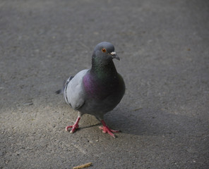 urban rock pigeon on asphalt