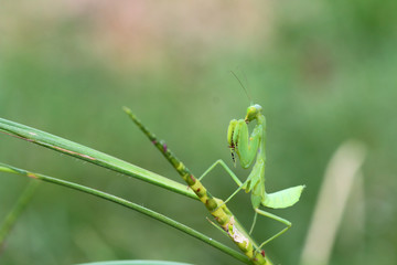 Mantis